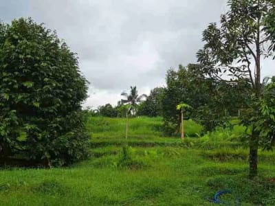 dijual Tanah Kebun Durian, Tabanan, Bali - Thumbnail 7