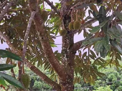 dijual Tanah Kebun Durian, Tabanan, Bali - Thumbnail 8