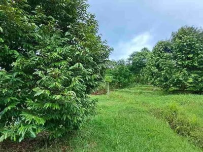 dijual Tanah Kebun Durian, Tabanan, Bali - Thumbnail 9