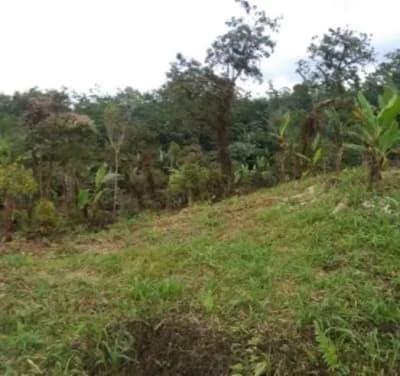 Tanah kebun dekat Talasi Estate dan Alassari Plantation Bali - Thumbnail 3