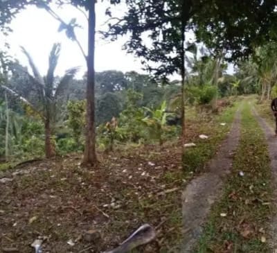 Tanah kebun dekat Talasi Estate dan Alassari Plantation Bali - Thumbnail 2