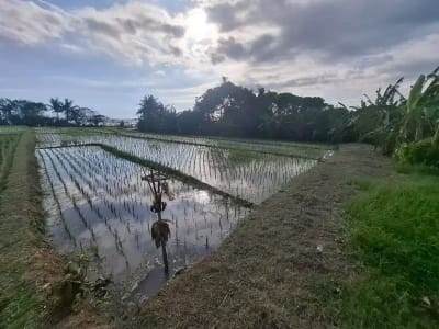 Dijual tanah murah los pantai di pasut tabanan bali - Thumbnail 8