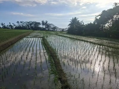 Dijual tanah murah los pantai di pasut tabanan bali - Thumbnail 2
