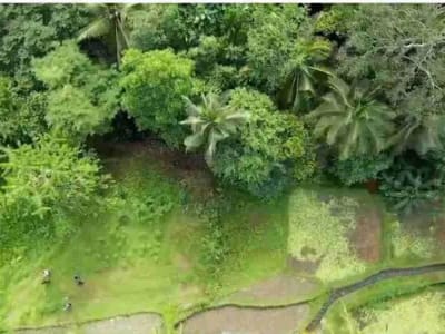 Tanah Murah Los Sungai Zona Kenderan Tegalalang Ubud Bali - Thumbnail 6