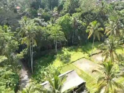 Tanah Murah Los Sungai Zona Kenderan Tegalalang Ubud Bali - Thumbnail 5