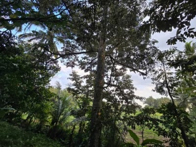 Dijual tanah kebun view sawah di bali yello zona - Thumbnail 7