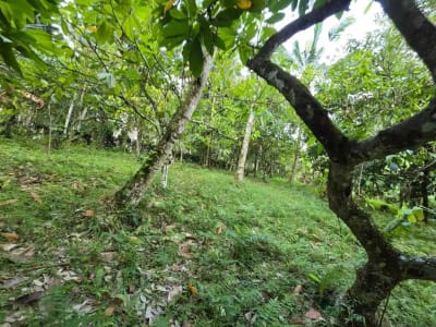 Dijual tanah kebun view sawah di bali yello zona - Thumbnail 3