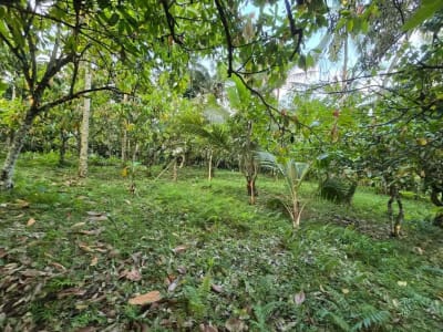 Dijual tanah kebun view sawah di bali yello zona - Thumbnail 8