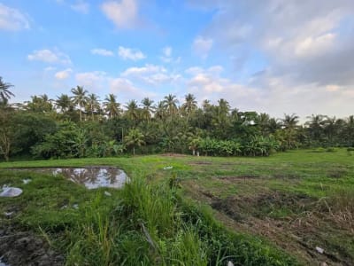 Dijual tanah kebun view sawah di bali yello zona - Thumbnail 4