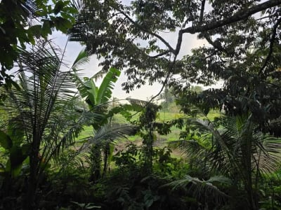 Dijual tanah kebun view sawah di bali yello zona - Thumbnail 2