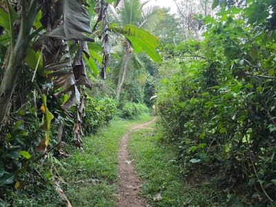 Dijual tanah kebun view sawah di bali yello zona - Thumbnail 6