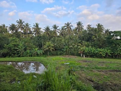 Dijual tanah kebun view sawah di bali yello zona - Thumbnail 5