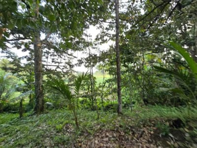 Dijual tanah kebun view sawah di bali yello zona - Thumbnail 9
