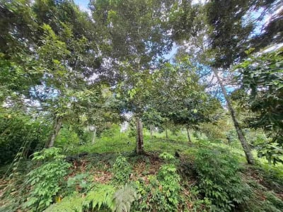 tanah kebun durian murah dan sangat strategis dengan view gunung dan los sungai - Thumbnail 3
