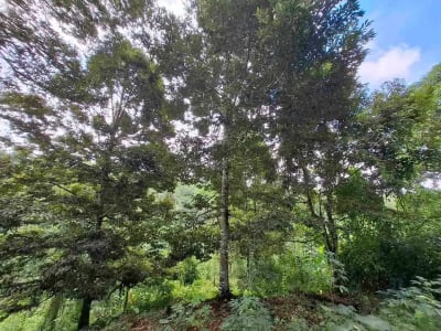 tanah kebun durian murah dan sangat strategis dengan view gunung dan los sungai - Thumbnail 1