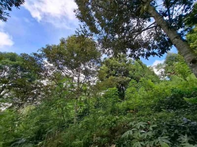 tanah kebun durian murah dan sangat strategis dengan view gunung dan los sungai - Thumbnail 6