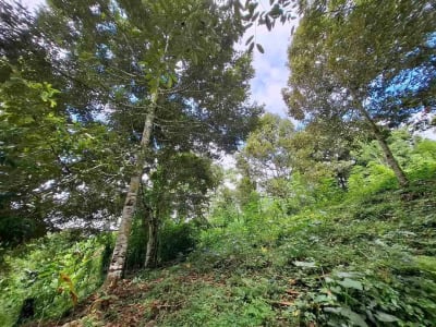 tanah kebun durian murah dan sangat strategis dengan view gunung dan los sungai - Thumbnail 2