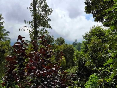 tanah kebun durian murah dan sangat strategis dengan view gunung dan los sungai - Thumbnail 7