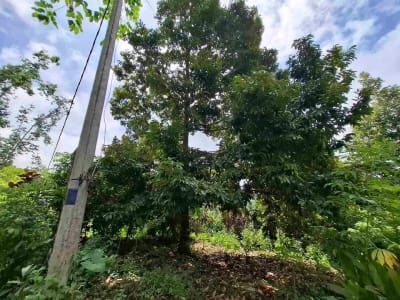 tanah kebun durian murah dan sangat strategis dengan view gunung dan los sungai - Thumbnail 8