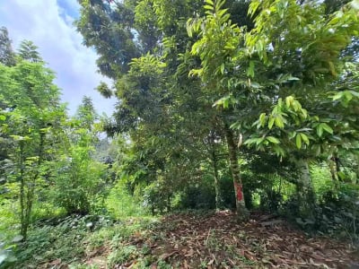 tanah kebun durian murah dan sangat strategis dengan view gunung dan los sungai - Thumbnail 9
