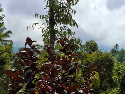 tanah kebun durian murah dan sangat strategis dengan view gunung dan los sungai - Thumbnail 10