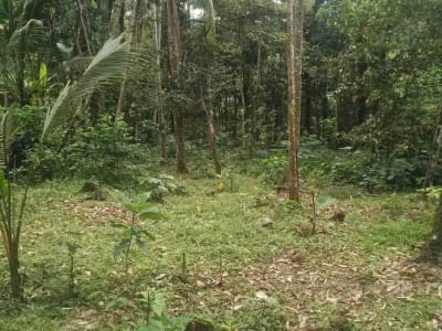 jual tanah los sungai  lok di kerambitan.12,20 are harga 150/ are ngoo - Thumbnail 6