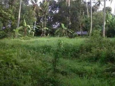 jual tanah los sungai  lok di kerambitan.12,20 are harga 150/ are ngoo - Thumbnail 3