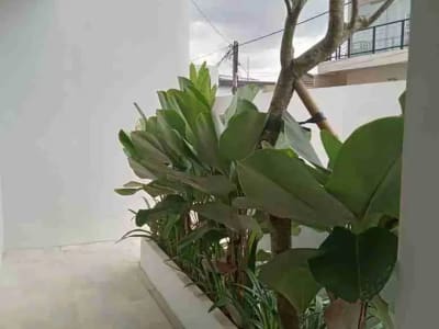 Villa Modern Minimalis Canggu 3BR Private Pool - Thumbnail 5