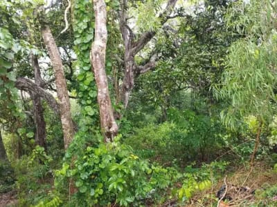 Tanah murah 600 m2 labuan sait Pecatu idr 8 jt/m2 - Thumbnail 4