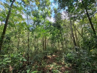 Dijual tanah kebun murah dengan sungau bebatuan murah di tabanan bali - Thumbnail 4