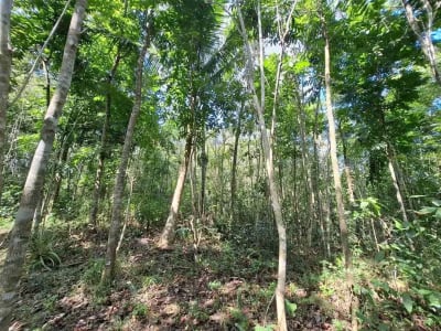 Dijual tanah kebun murah dengan sungau bebatuan murah di tabanan bali - Thumbnail 3
