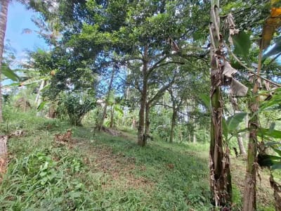 Dijual tanah kebun murah dengan sungau bebatuan murah di tabanan bali - Thumbnail 9
