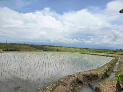 Dijual tanah los pantai di lingkungan villa pantai pasut tabanan bali - Thumbnail 3