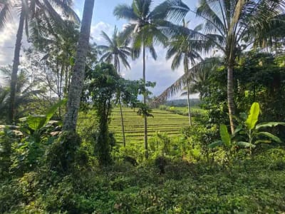 tanah kebun sangat subur dan strategis cocok untuk villa dengan view sawah terasering di area wisata selemadeg - Thumbnail 3