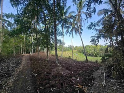 tanah kebun sangat subur dan strategis cocok untuk villa dengan view sawah terasering di area wisata selemadeg - Thumbnail 1