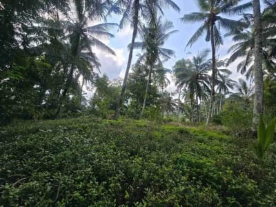 tanah kebun sangat subur dan strategis cocok untuk villa dengan view sawah terasering di area wisata selemadeg - Thumbnail 6
