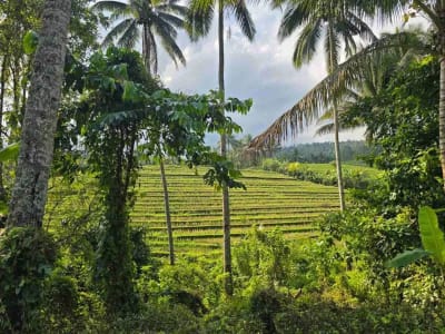 tanah kebun sangat subur dan strategis cocok untuk villa dengan view sawah terasering di area wisata selemadeg - Thumbnail 2