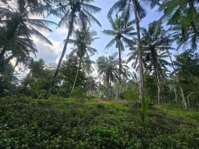 tanah kebun sangat subur dan strategis cocok untuk villa dengan view sawah terasering di area wisata selemadeg - Thumbnail 8