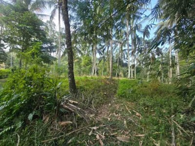 tanah kebun sangat subur dan strategis cocok untuk villa dengan view sawah terasering di area wisata selemadeg - Thumbnail 9