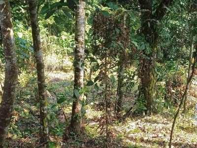 Dijual Tanah Kebun - Thumbnail 4