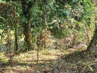 Dijual Tanah Kebun - Thumbnail 6