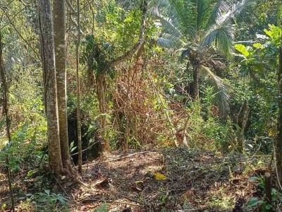 Dijual Tanah Kebun - Thumbnail 5