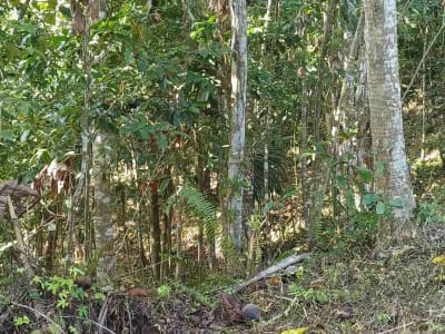 Dijual Tanah Kebun - Thumbnail 2