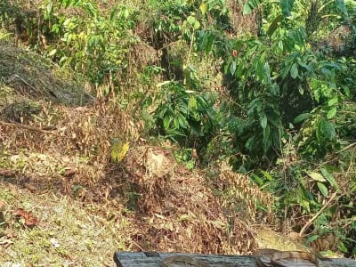 Dijual Tanah Kebun - Thumbnail 7