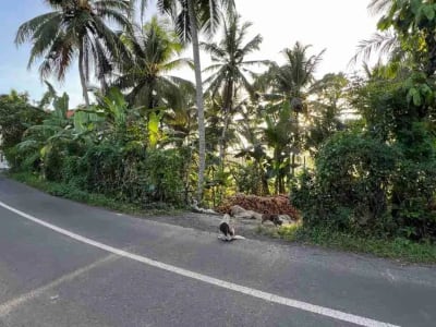 jual tanah pinggir jalan utama view sawah dekat kota tabanan bali - Thumbnail 4