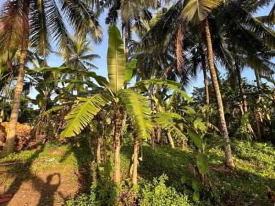 jual tanah pinggir jalan utama view sawah dekat kota tabanan bali - Thumbnail 8
