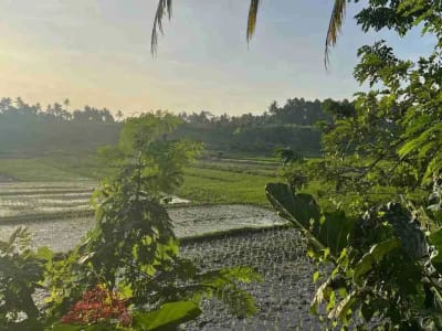 jual tanah pinggir jalan utama view sawah dekat kota tabanan bali - Thumbnail 2