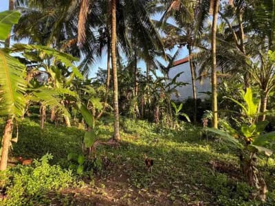 jual tanah pinggir jalan utama view sawah dekat kota tabanan bali - Thumbnail 7