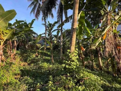 jual tanah pinggir jalan utama view sawah dekat kota tabanan bali - Thumbnail 9
