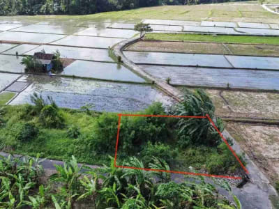 Tanah 215M2 View Sawah Sdh Pondasi Keliling Kedungu Tabanan Itr Kuning - Thumbnail 1